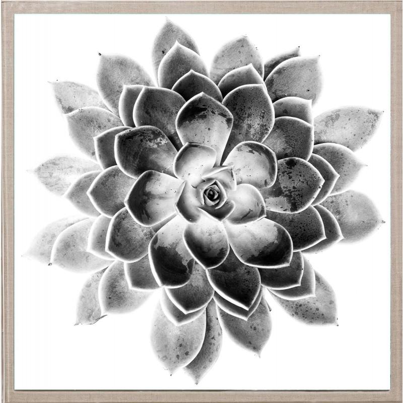 Unknown Abstract Print - Black and White Succulent 2, photography, framed