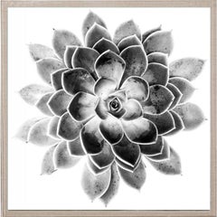 Black and White Succulent 2, photography, framed