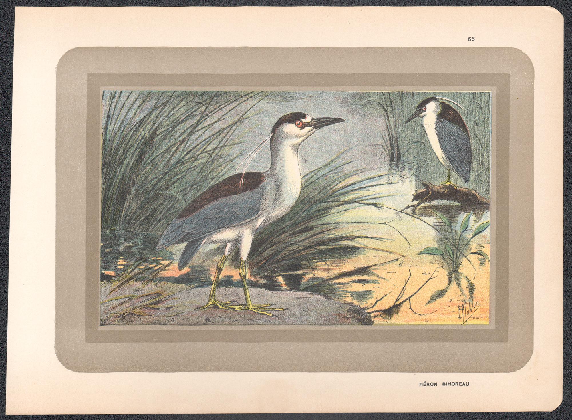 Black Crowned Night Heron, French antique natural history water bird art print - Print by Unknown