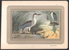 Black Crowned Night Heron, French antique natural history water bird art print