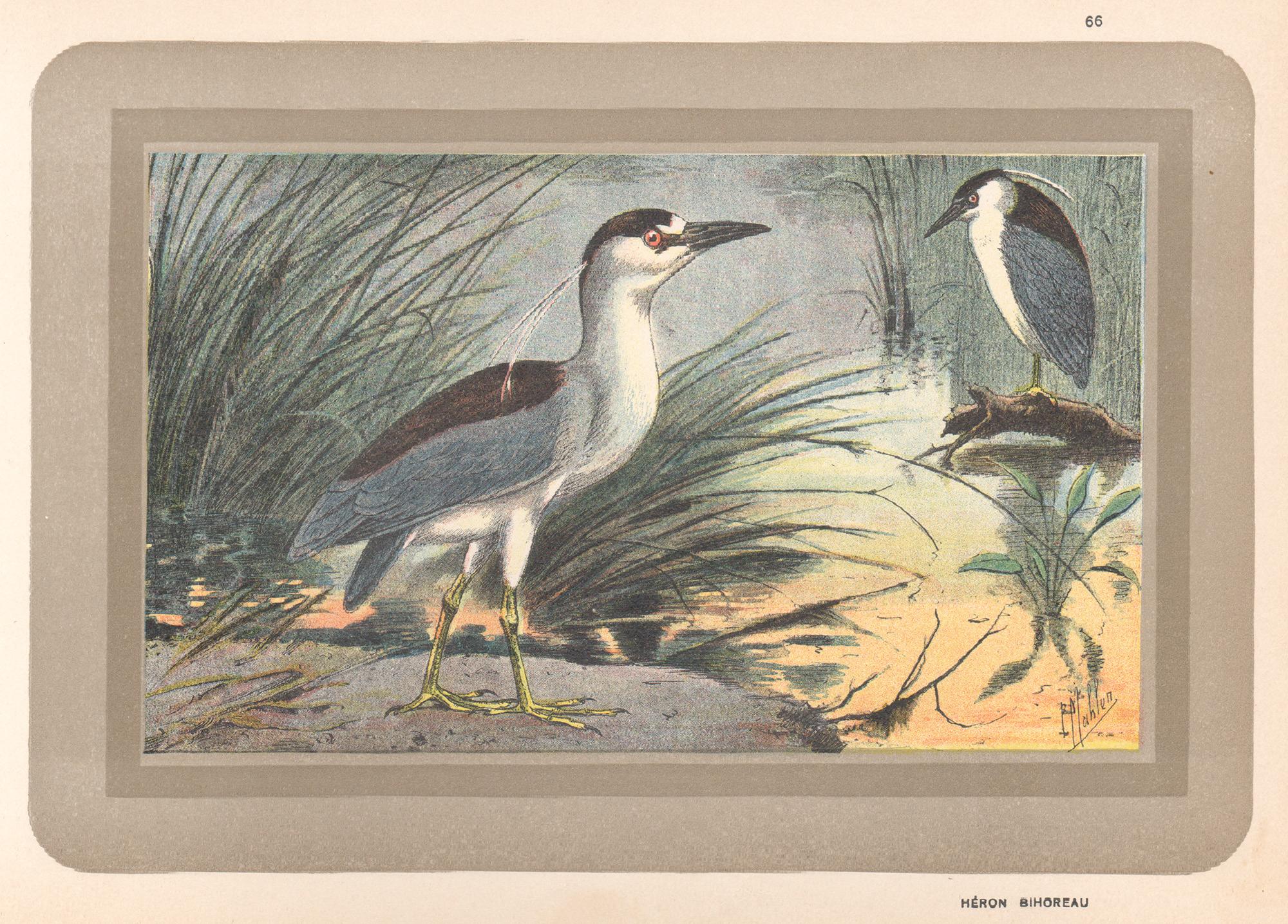 Unknown Animal Print - Black Crowned Night Heron, French antique natural history water bird art print