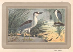 Black Crowned Night Heron, French antique natural history water bird art print