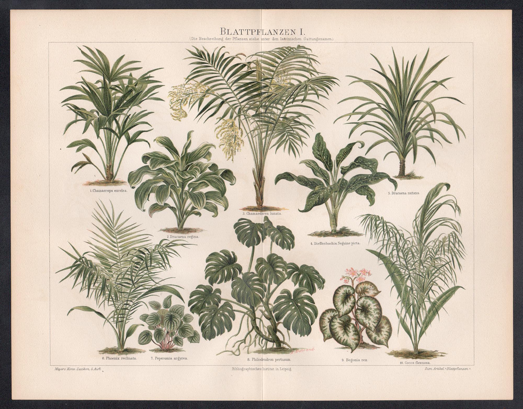 Blattpflanzen I (Blattpflanzen), deutsche antike botanische Pflanzgefäß chromolithographie – Print von Unknown