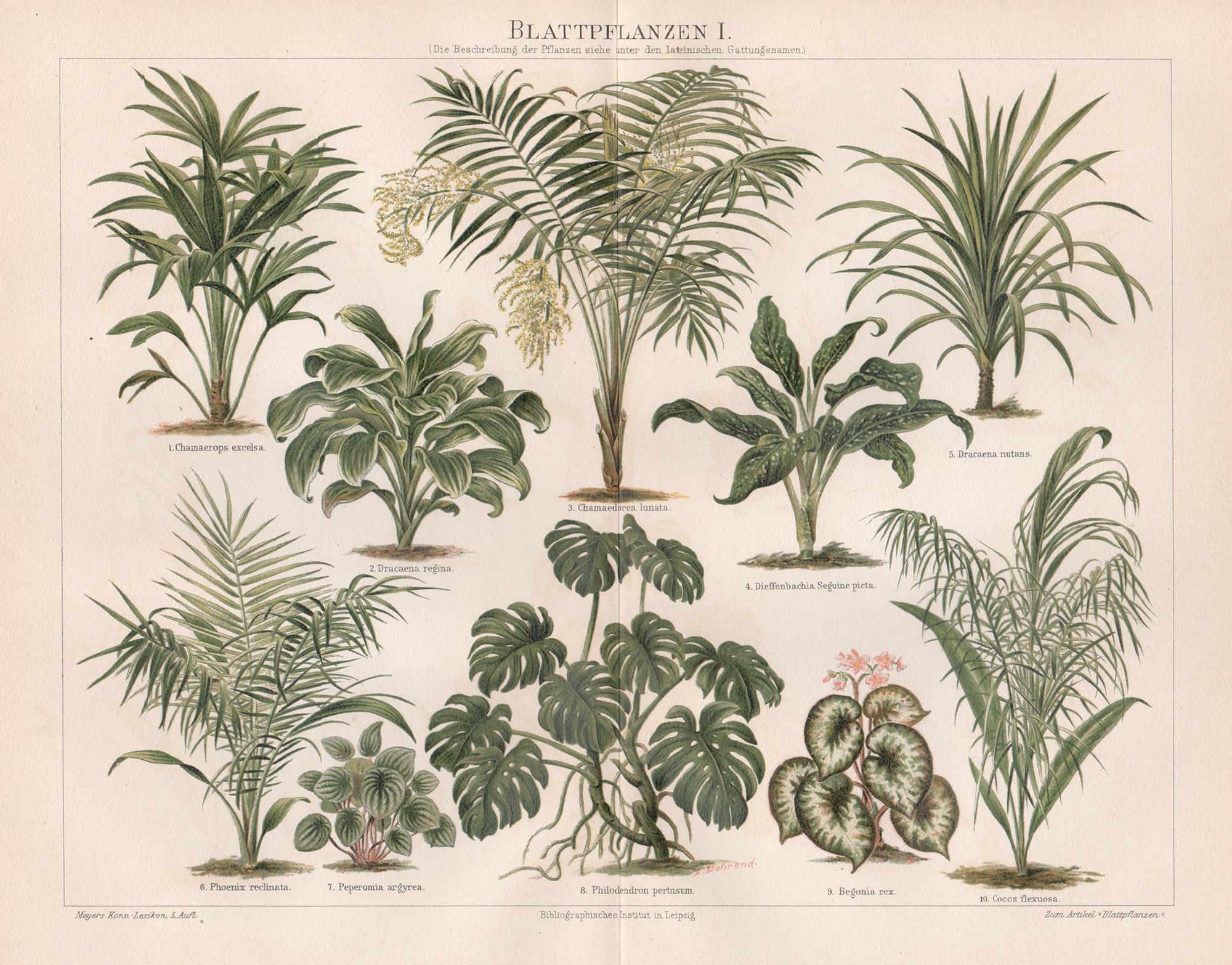 Unknown Still-Life Print – Blattpflanzen I (Blattpflanzen), deutsche antike botanische Pflanzgefäß chromolithographie