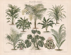 Blattpflanzen I (plantes de feuilles), chromolithographie de plantes botaniques anciennes allemandes