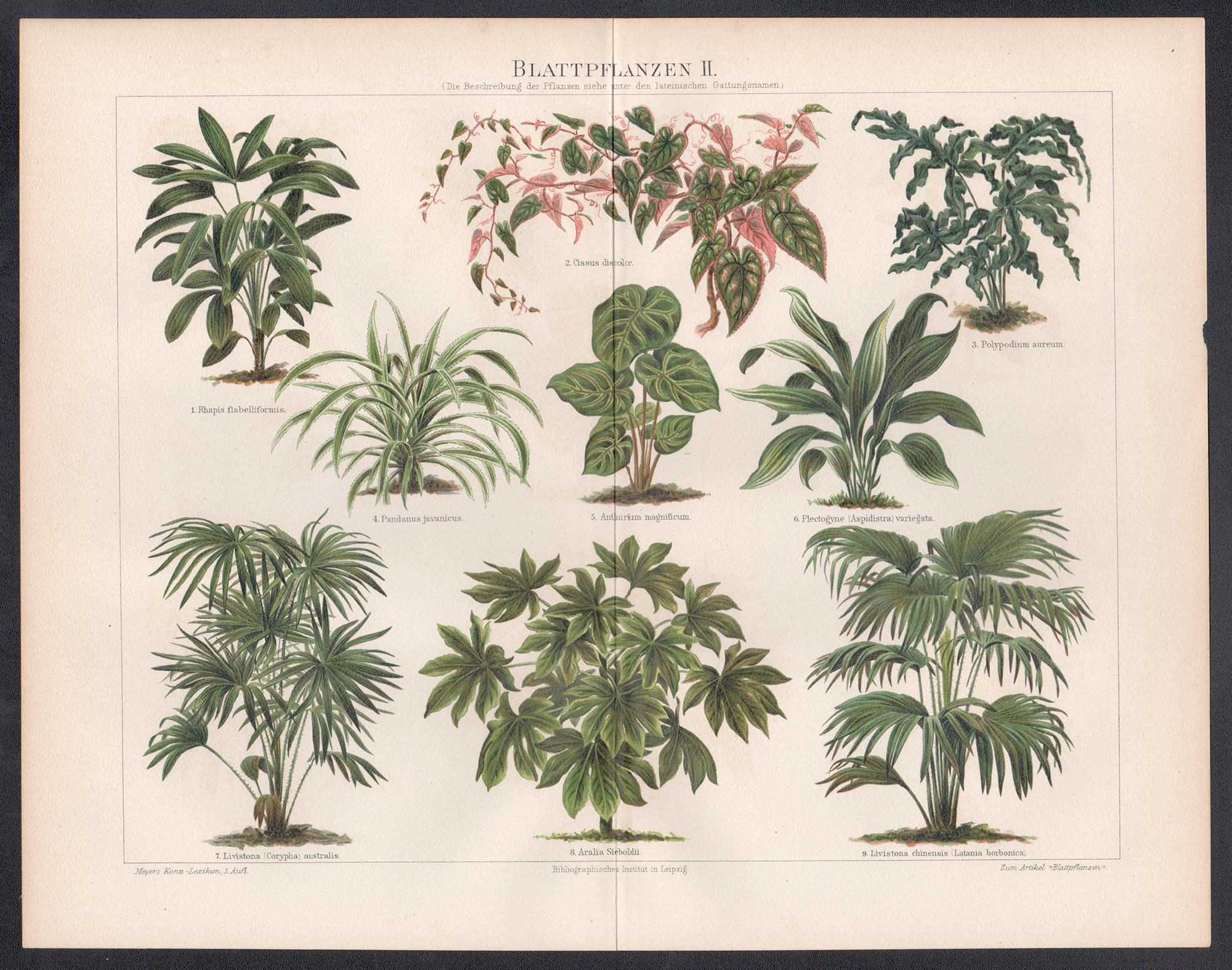 Blattpflanzen II (Blattpflanzen), deutsche antike botanische Pflanzgefäßch chromolithographie – Print von Unknown
