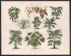 Blattpflanzen II (Blattpflanzen), deutsche antike botanische Pflanzgefäßch chromolithographie