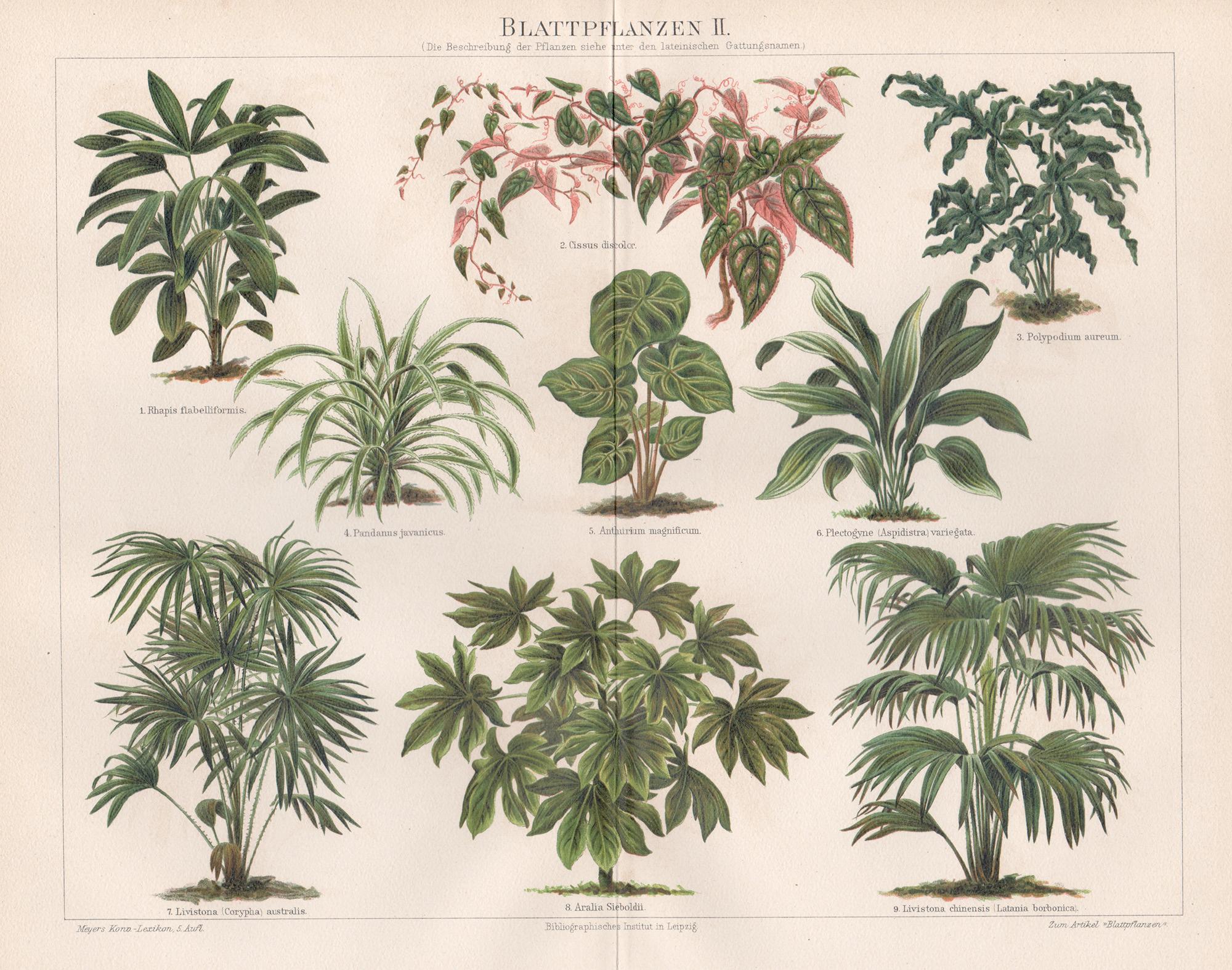 Blattpflanzen II (Leaf plants), German antique botanical plant chromolithograph
