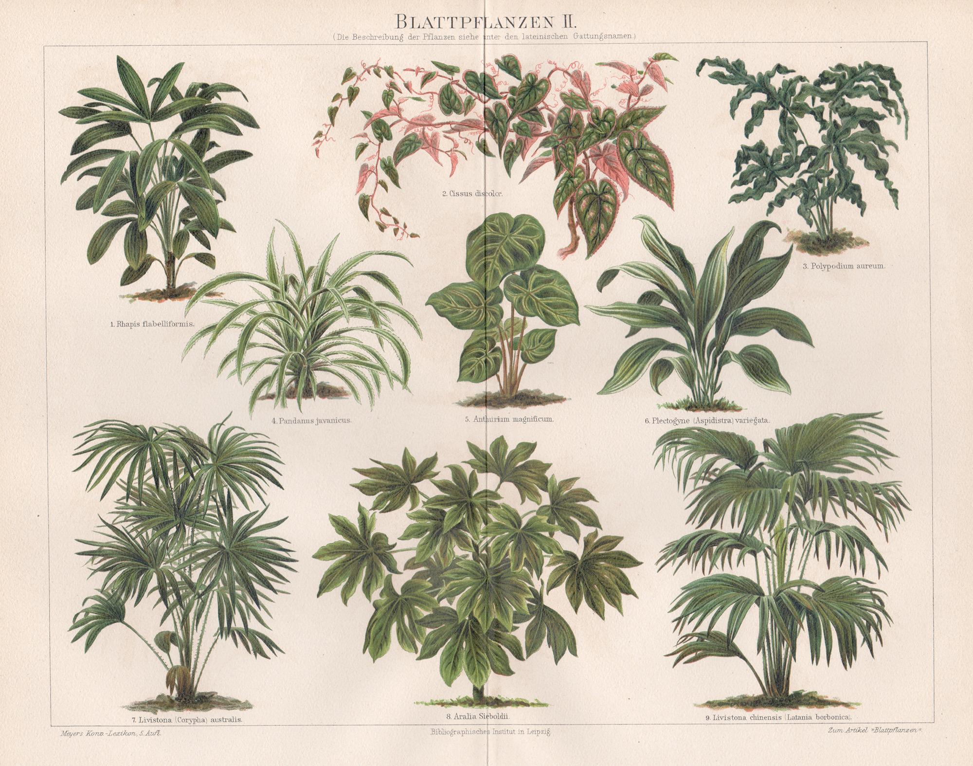 Still-Life Print di Unknown - Blattpflanzen II (Piante a foglia), cromolitografia botanica antica tedesca