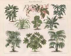 Blattpflanzen II (plantes à feuilles), chromolithographie de plantes botaniques anciennes allemandes