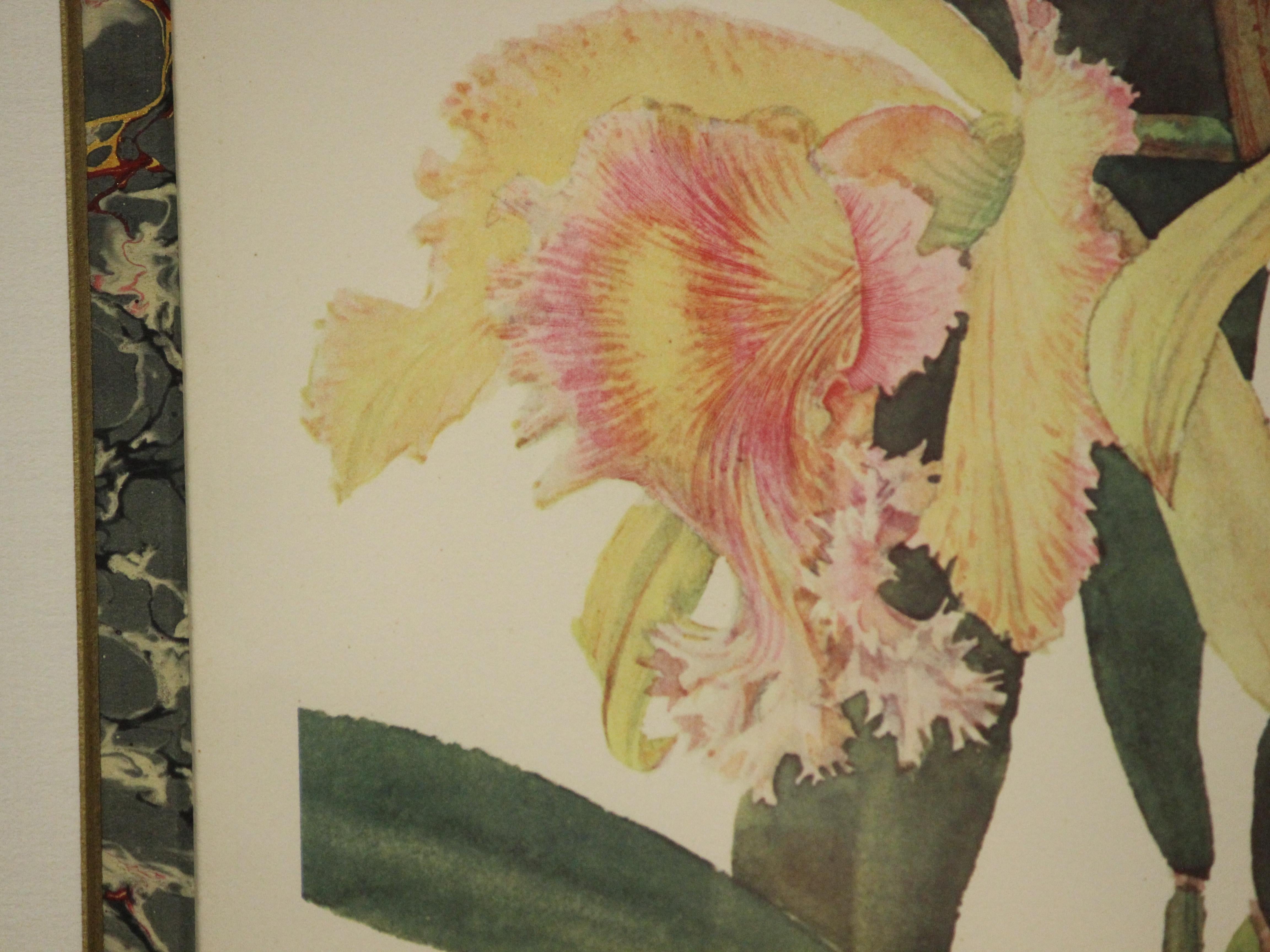 Blc. Truffautiana Aurea by Andrey Avinoff 1960 Lithiograph For Sale 1