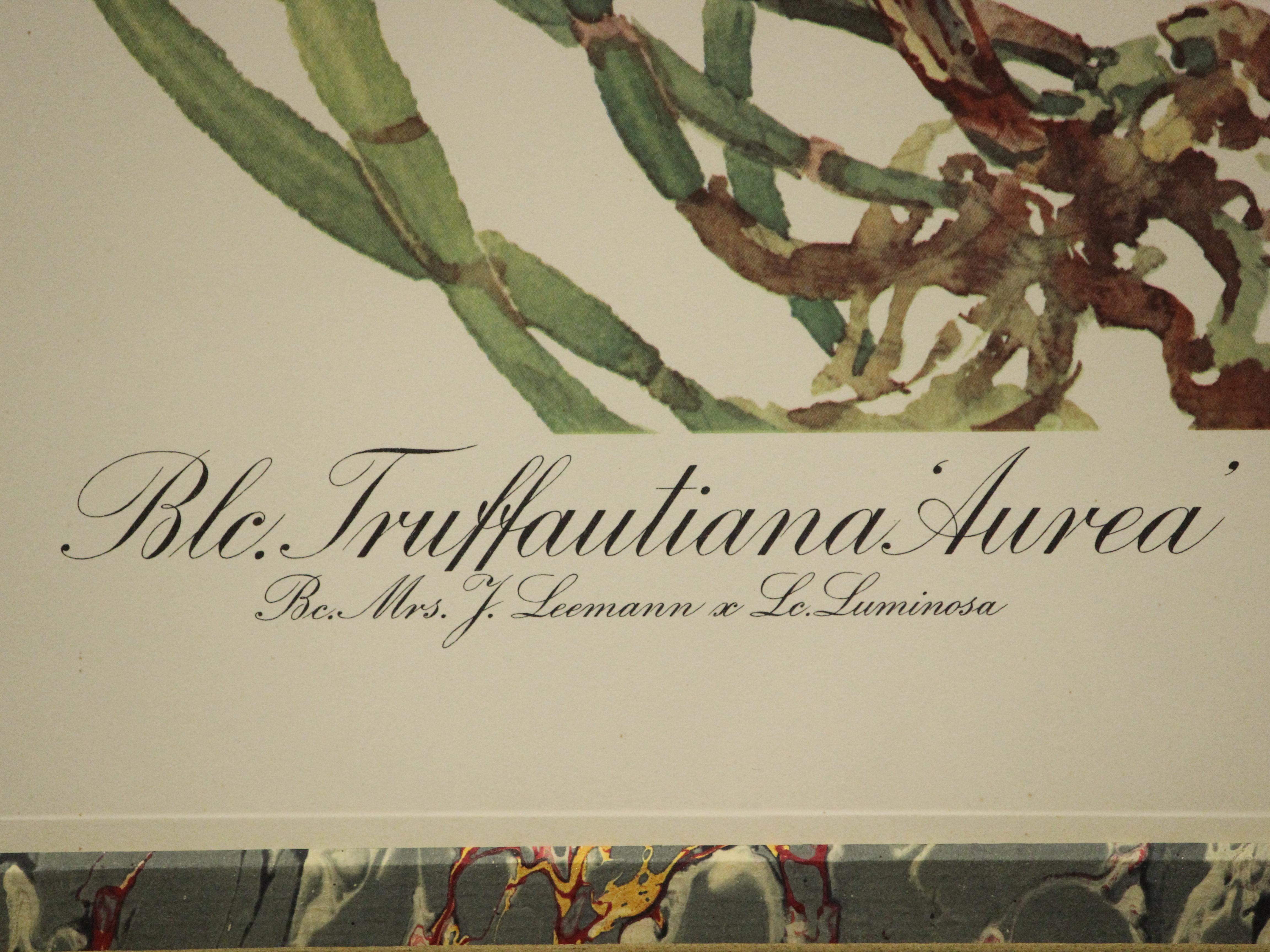 Blc. Truffautiana Aurea by Andrey Avinoff 1960 Lithiograph For Sale 3