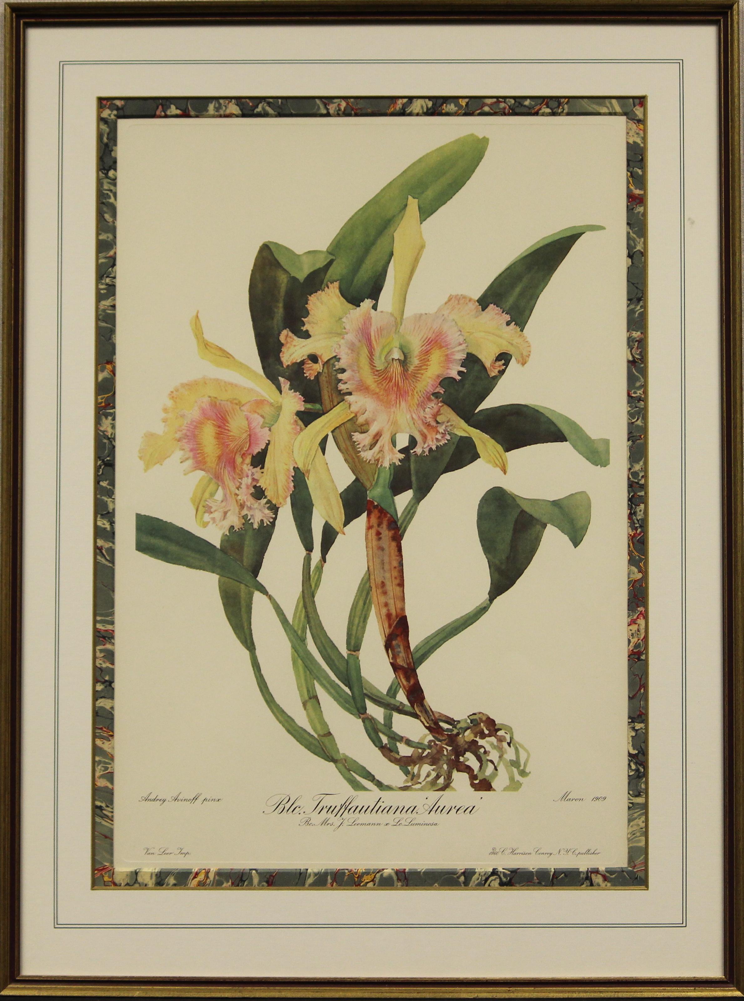 Blc. Truffautiana Aurea by Andrey Avinoff 1960 Lithiograph - Print by Unknown