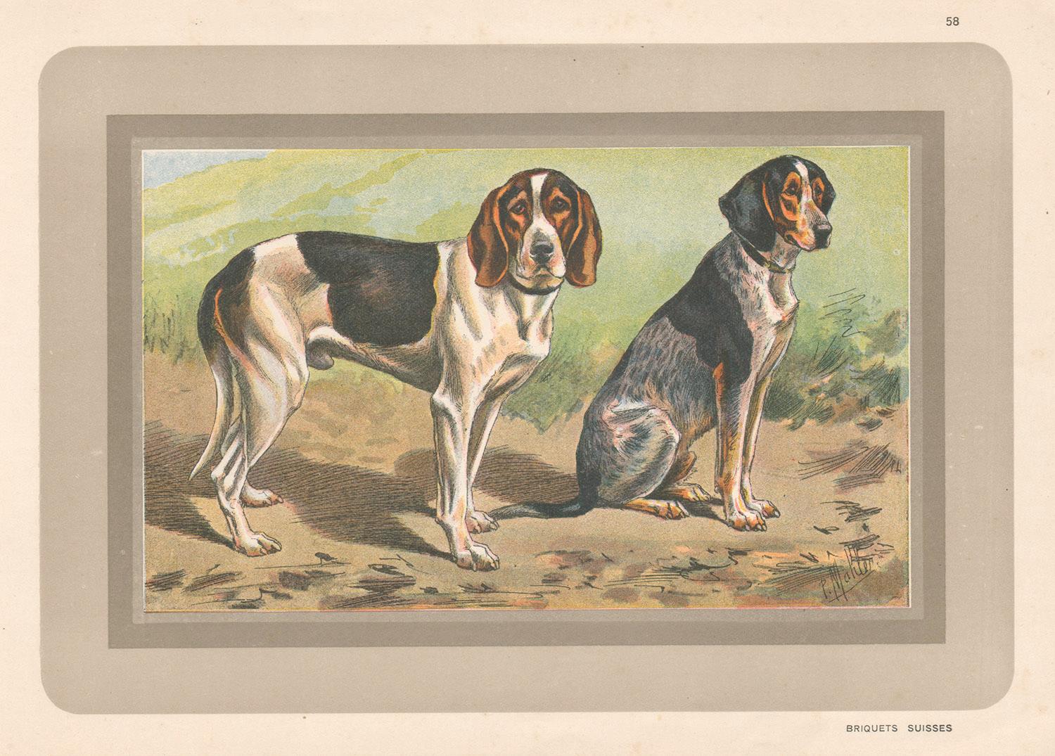 Unknown Animal Print - Briquets Suisses, French hound, dog chromolithograph, 1930s