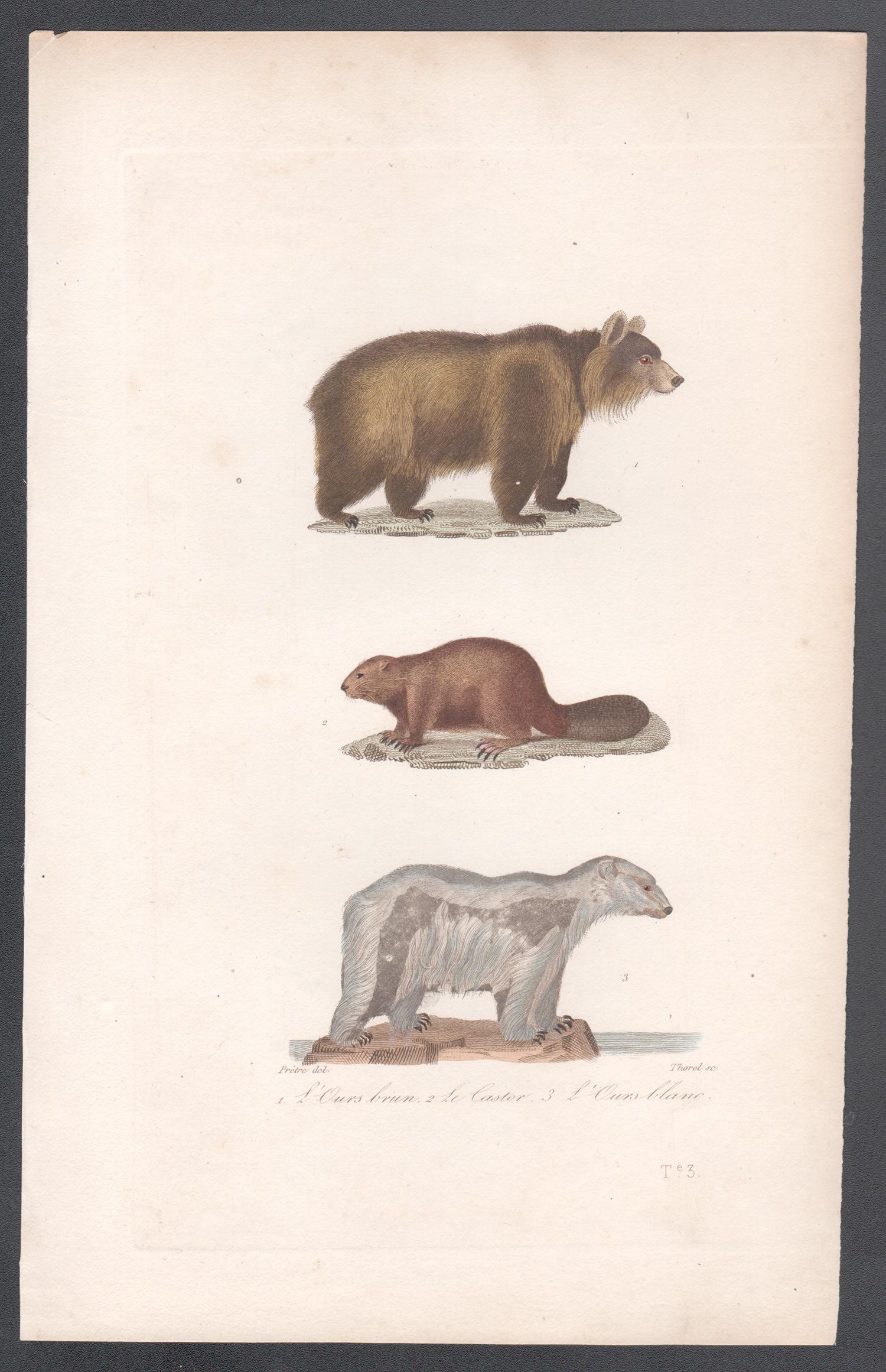Ours brun, castor, ours polaire, gravure animalière du milieu du 19e siècle français - Print de Unknown