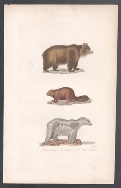 Ours brun, castor, ours polaire, gravure animalière du milieu du 19e siècle français