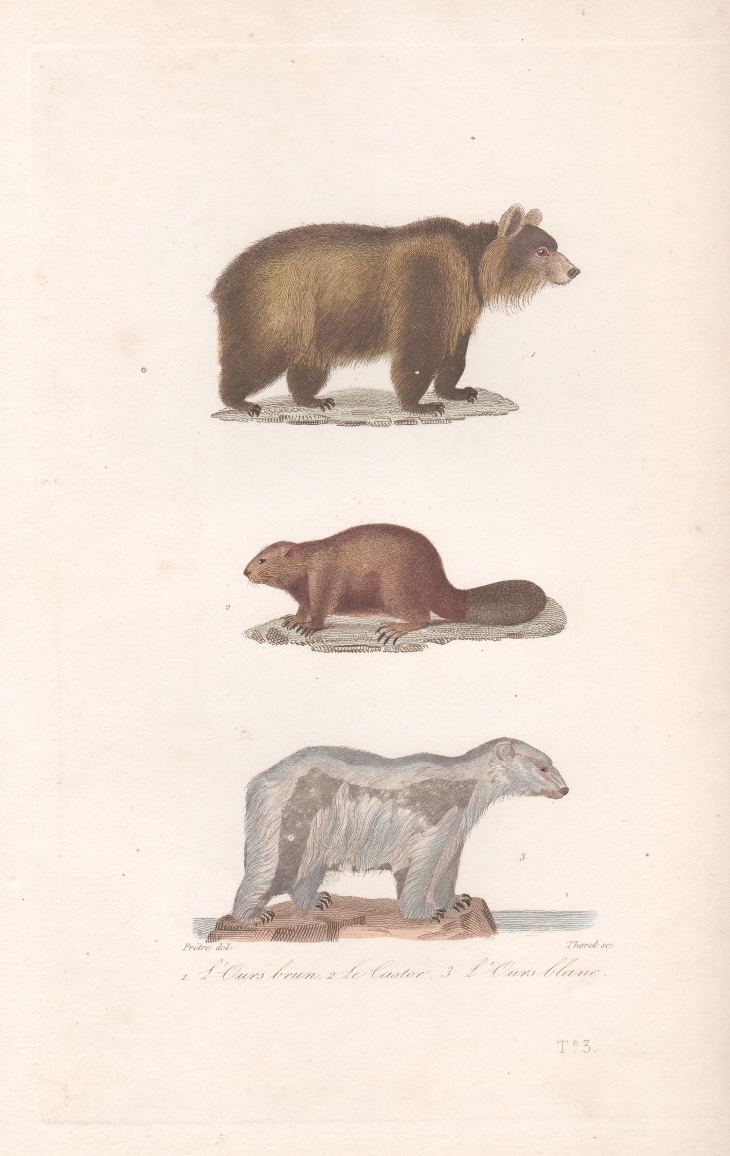 Animal Print Unknown - Ours brun, castor, ours polaire, gravure animalière du milieu du 19e siècle français