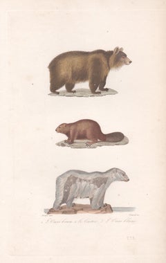Braune Bären, Biber, Polarbär, Tiergravur aus der Mitte des 19. Jahrhunderts