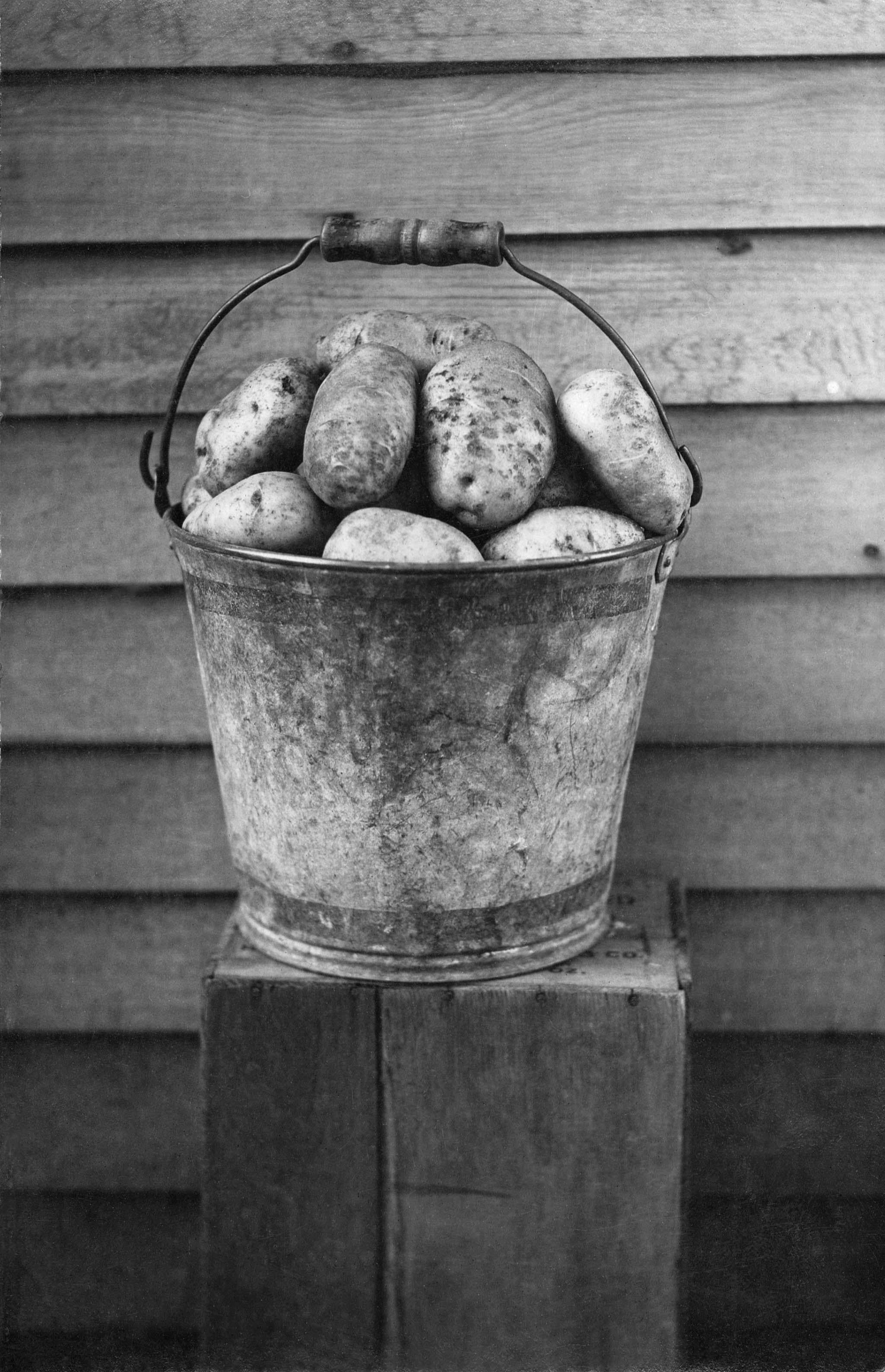 Unknown Black and White Photograph - Bucket of Potatoes