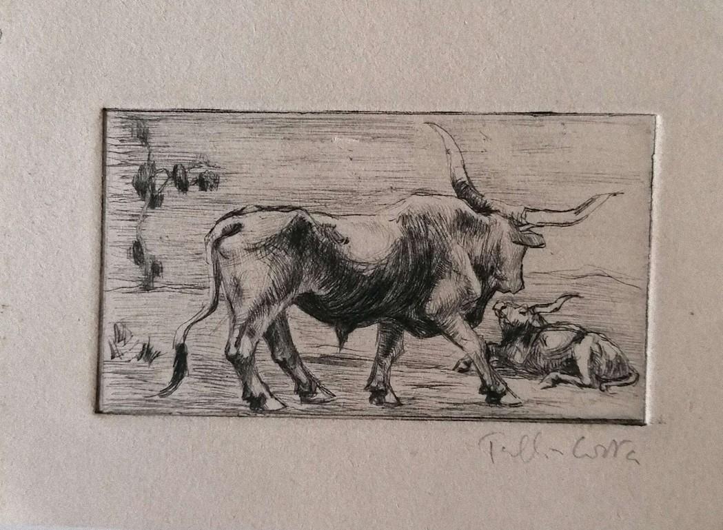Toros - Grabado original sobre cartón - Principios del siglo XX