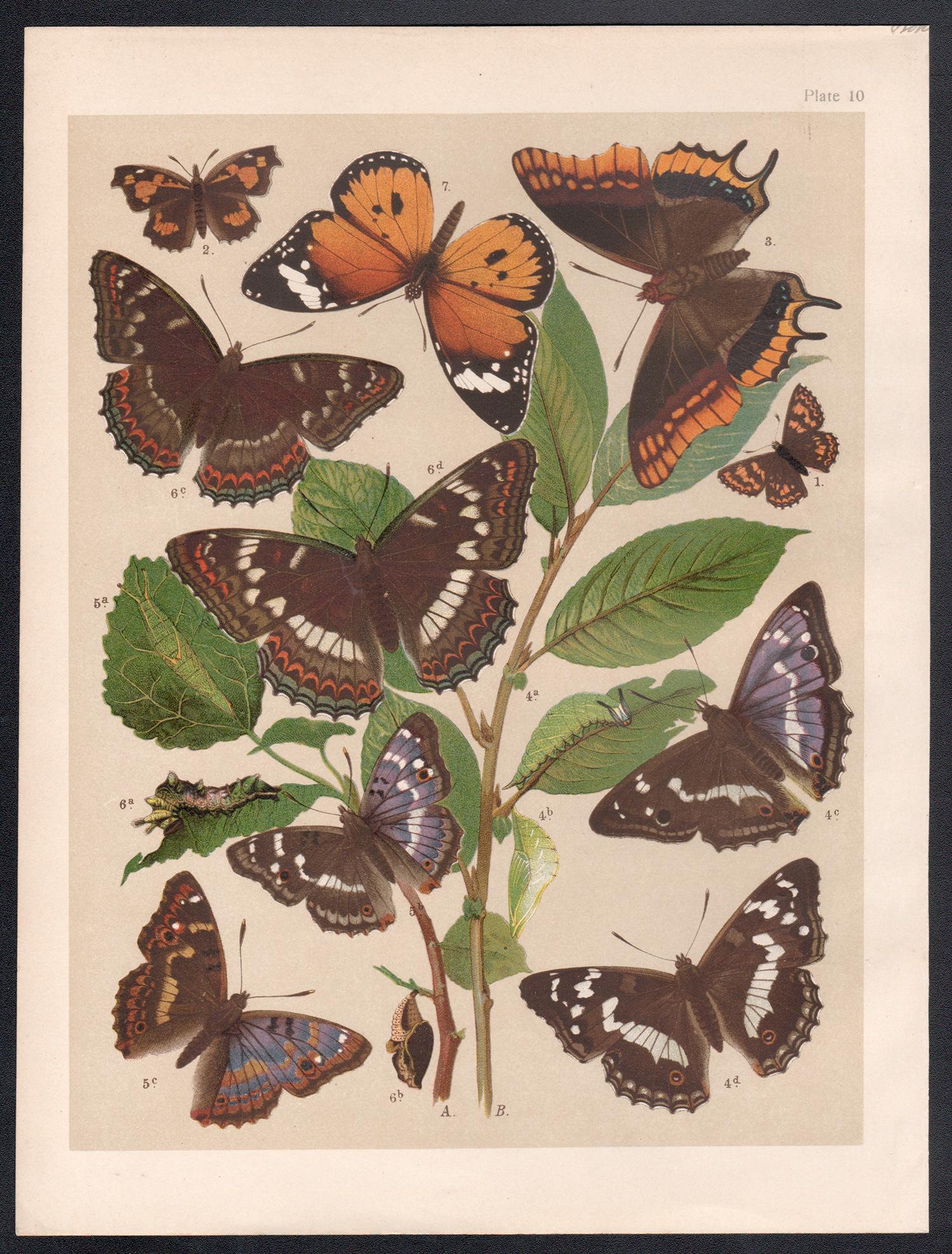 Mariposas, historia natural antigua inglesa Lepidoptera impresión cromolitográfica - Print de Unknown
