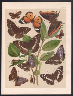 Butterflies, English antique natural history Lepidoptera chromolithograph print