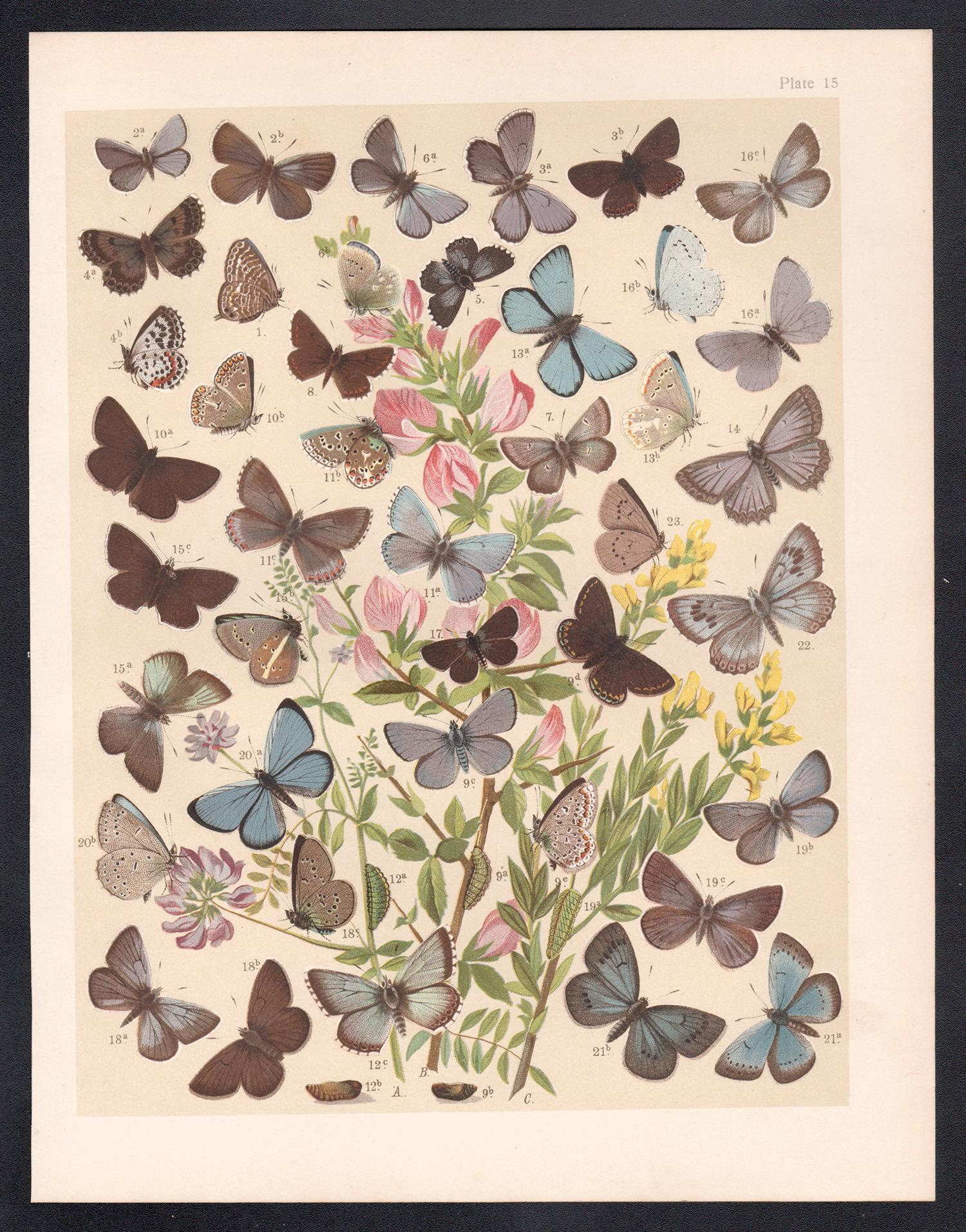 Mariposas, historia natural antigua inglesa Lepidoptera impresión cromolitográfica - Print de Unknown