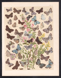 Mariposas, historia natural antigua inglesa Lepidoptera impresión cromolitográfica