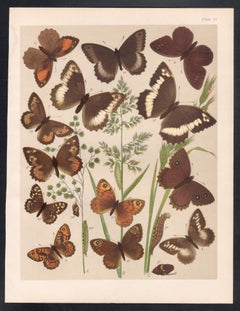 Butterflies, English antique natural history Lepidoptera chromolithograph print