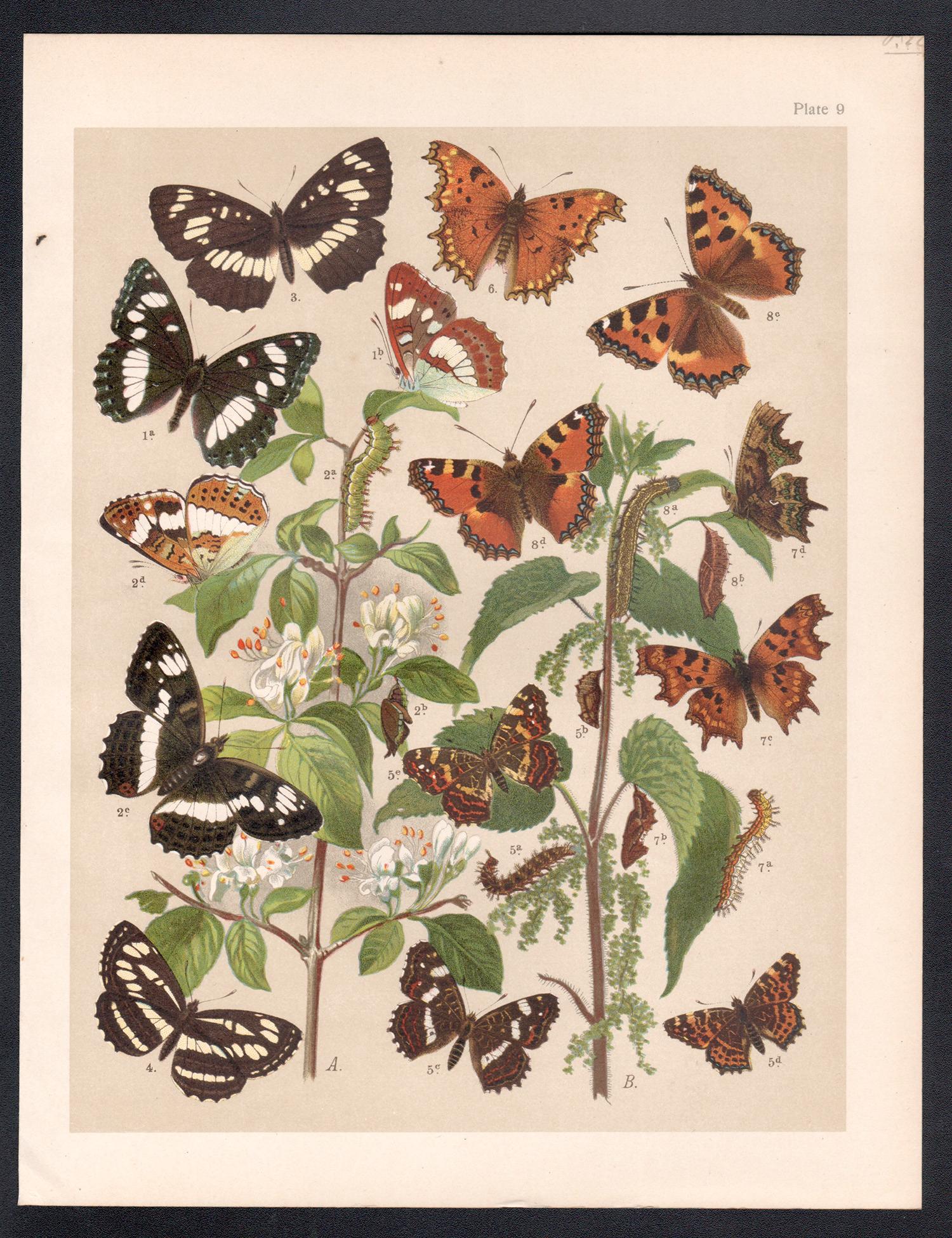 Mariposas, historia natural antigua inglesa Lepidoptera impresión cromolitográfica - Print de Unknown