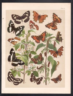 Mariposas, historia natural antigua inglesa Lepidoptera impresión cromolitográfica