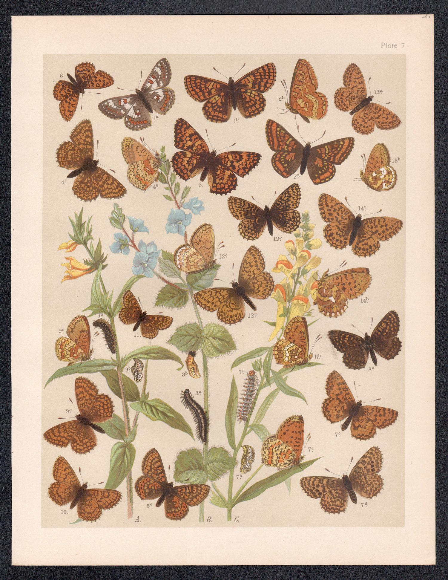 Mariposas, historia natural antigua inglesa Lepidoptera impresión cromolitográfica - Print de Unknown