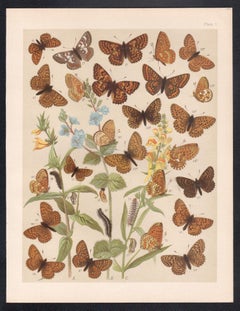 Butterflies, English antique natural history Lepidoptera chromolithograph print