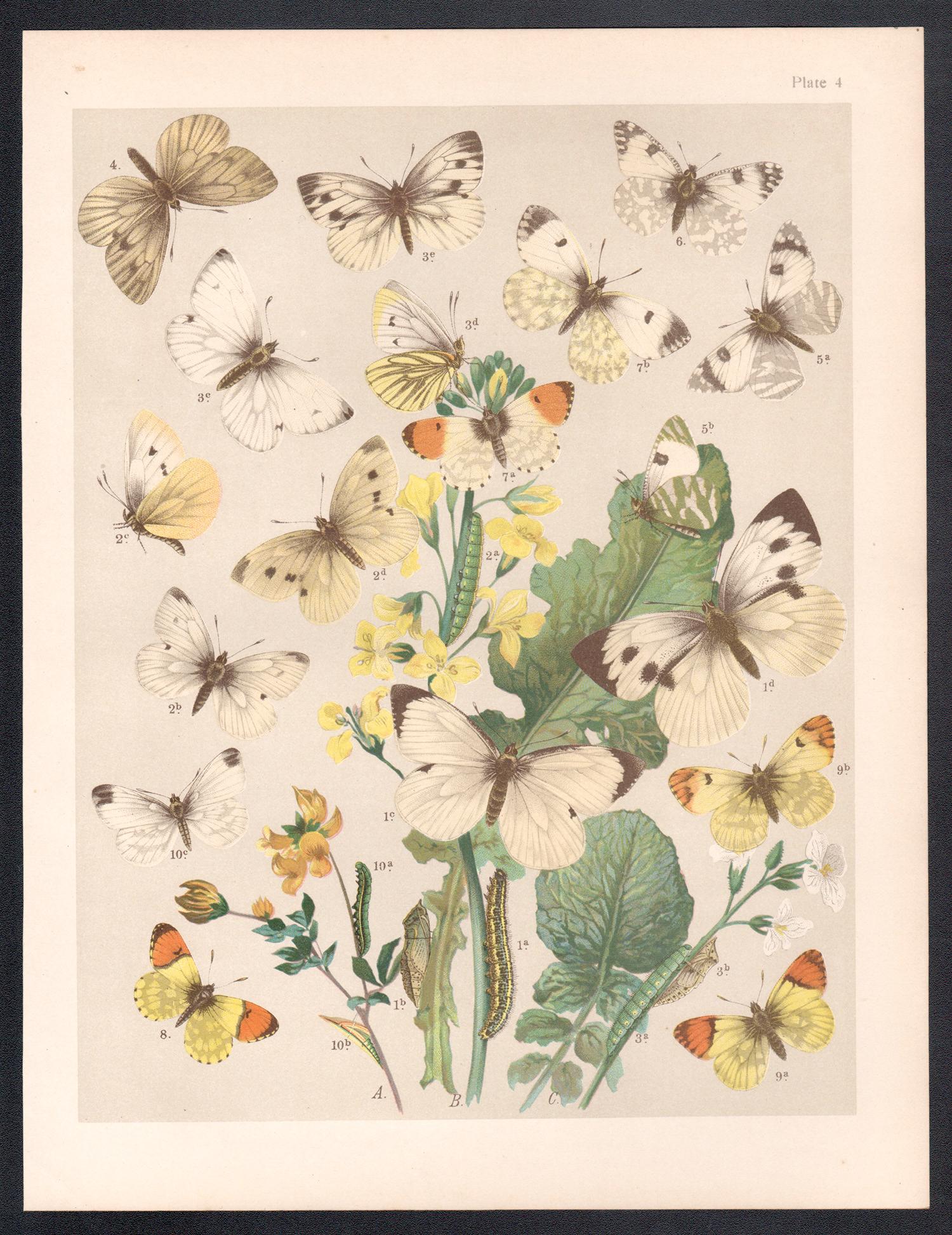 Mariposas, historia natural antigua inglesa Lepidoptera impresión cromolitográfica - Print de Unknown