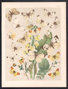 Schmetterlinge, englische antike Naturgeschichte Lepidoptera Chromolithographie Druck