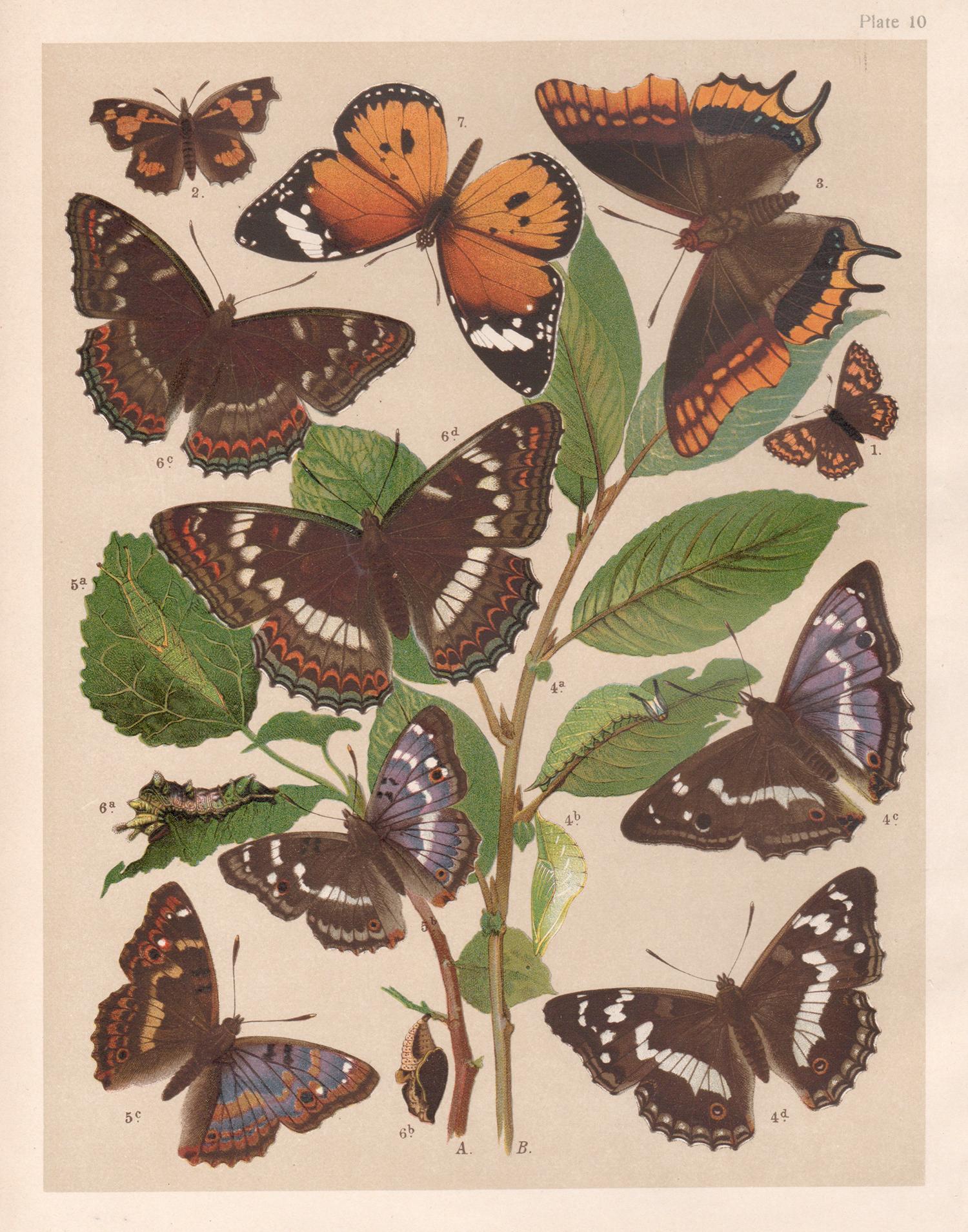 Animal Print de Unknown - Mariposas, historia natural antigua inglesa Lepidoptera impresión cromolitográfica