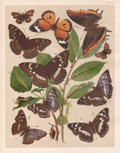 Butterflies, English antique natural history Lepidoptera chromolithograph print