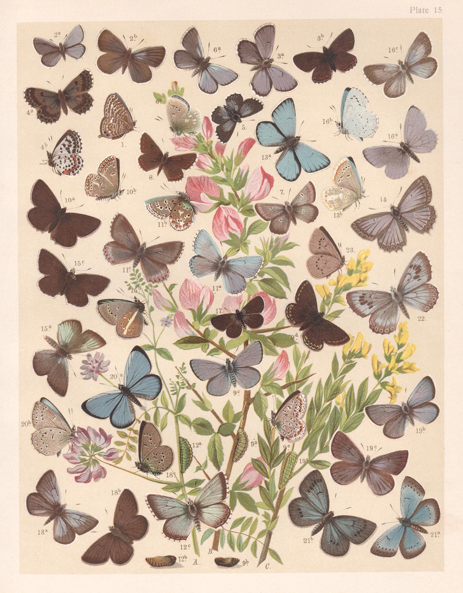 Animal Print de Unknown - Mariposas, historia natural antigua inglesa Lepidoptera impresión cromolitográfica