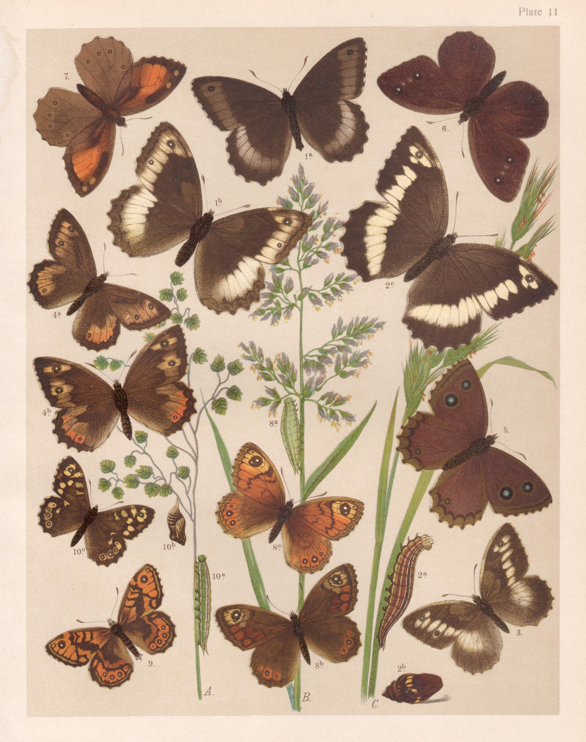 Antique Butterfly Prints - 103 For Sale on 1stDibs | vintage Antique Butterfly Prints - 103 For Sale on 1stDibs | vintage