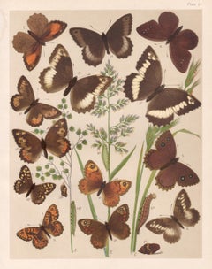 Butterflies, English antique natural history Lepidoptera chromolithograph print