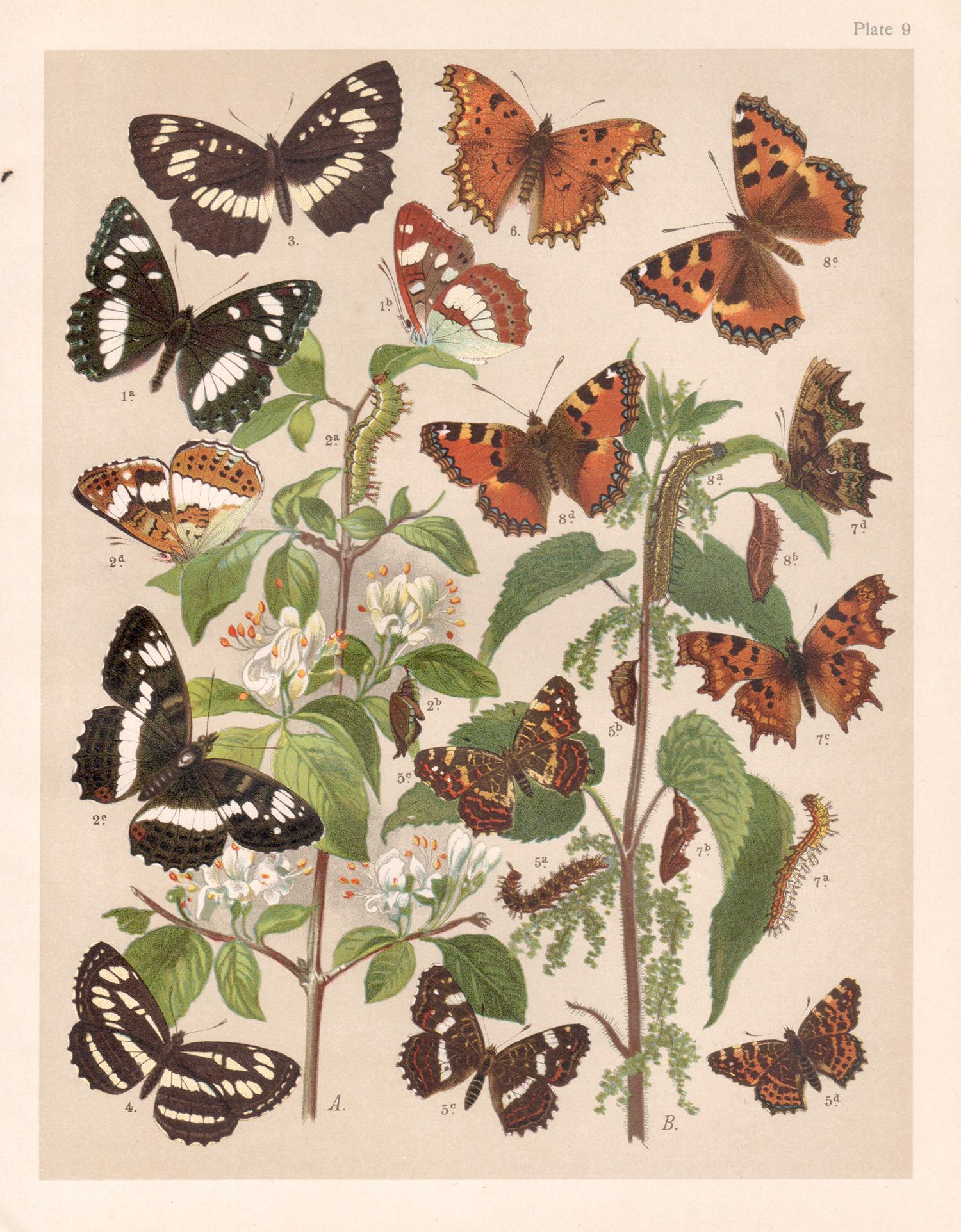 Mariposas, historia natural antigua inglesa Lepidoptera impresión cromolitográfica