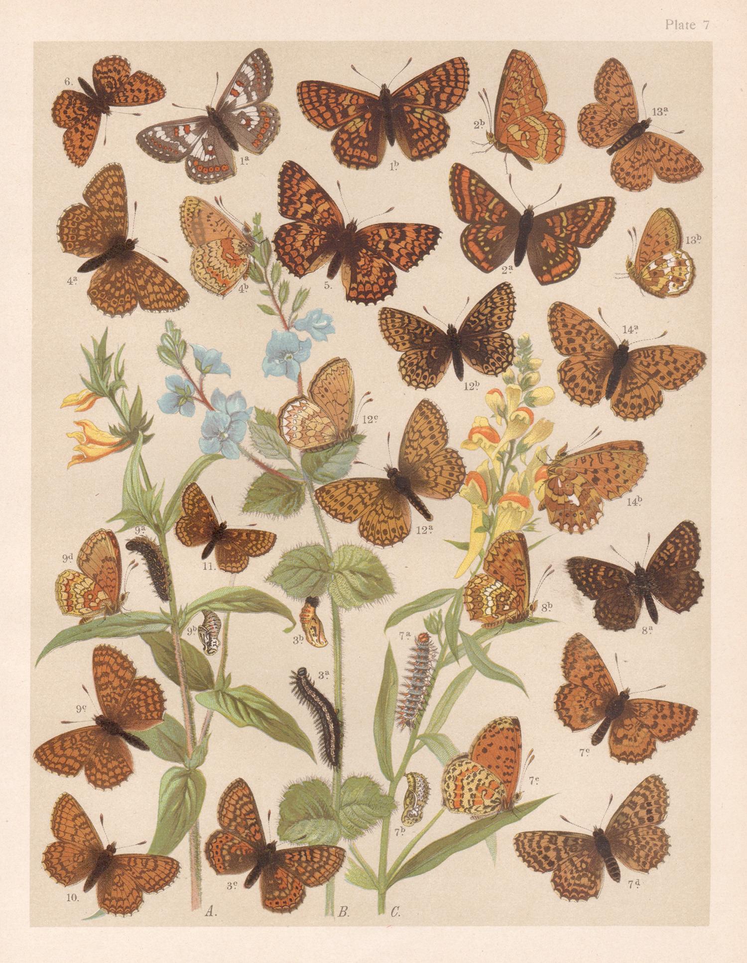 Animal Print de Unknown - Mariposas, historia natural antigua inglesa Lepidoptera impresión cromolitográfica
