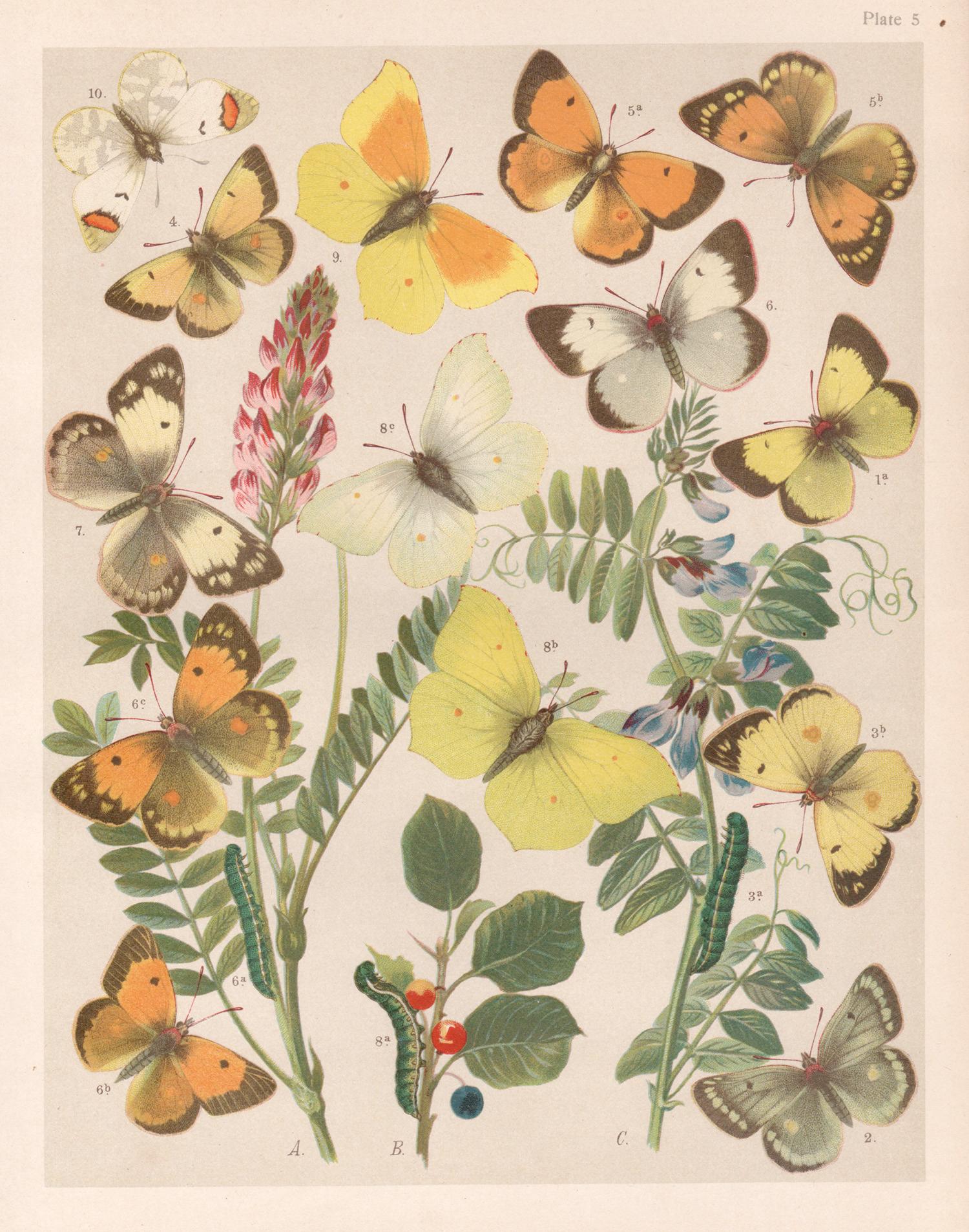 Animal Print de Unknown - Mariposas, historia natural antigua inglesa Lepidoptera impresión cromolitográfica