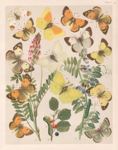 Butterflies, English antique natural history Lepidoptera chromolithograph print