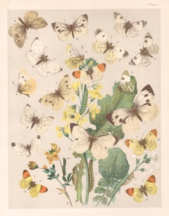 Butterflies, English antique natural history Lepidoptera chromolithograph print