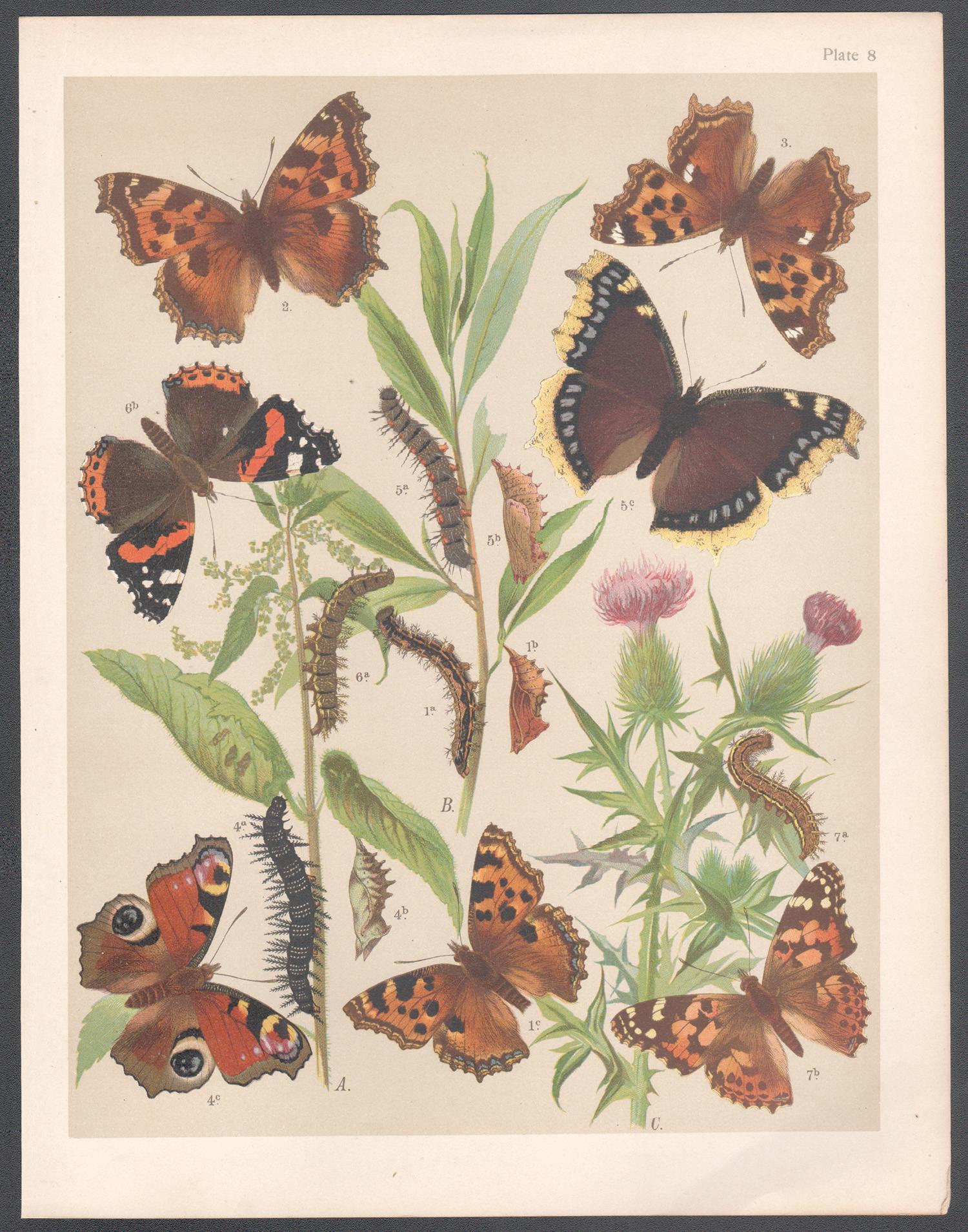 Papillons, gravure chromolithographie Lepidoptera d'histoire naturelle anglaise d'antiquités - Print de Unknown