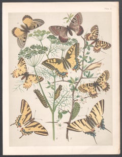 Butterflies, English antique natural history Lepidoptera chromolithograph print