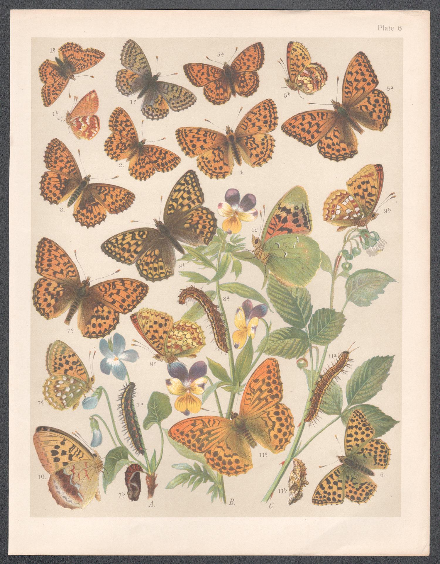 Papillons, gravure chromolithographie Lepidoptera d'histoire naturelle anglaise d'antiquités - Print de Unknown