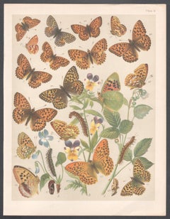 Butterflies, English antique natural history Lepidoptera chromolithograph print