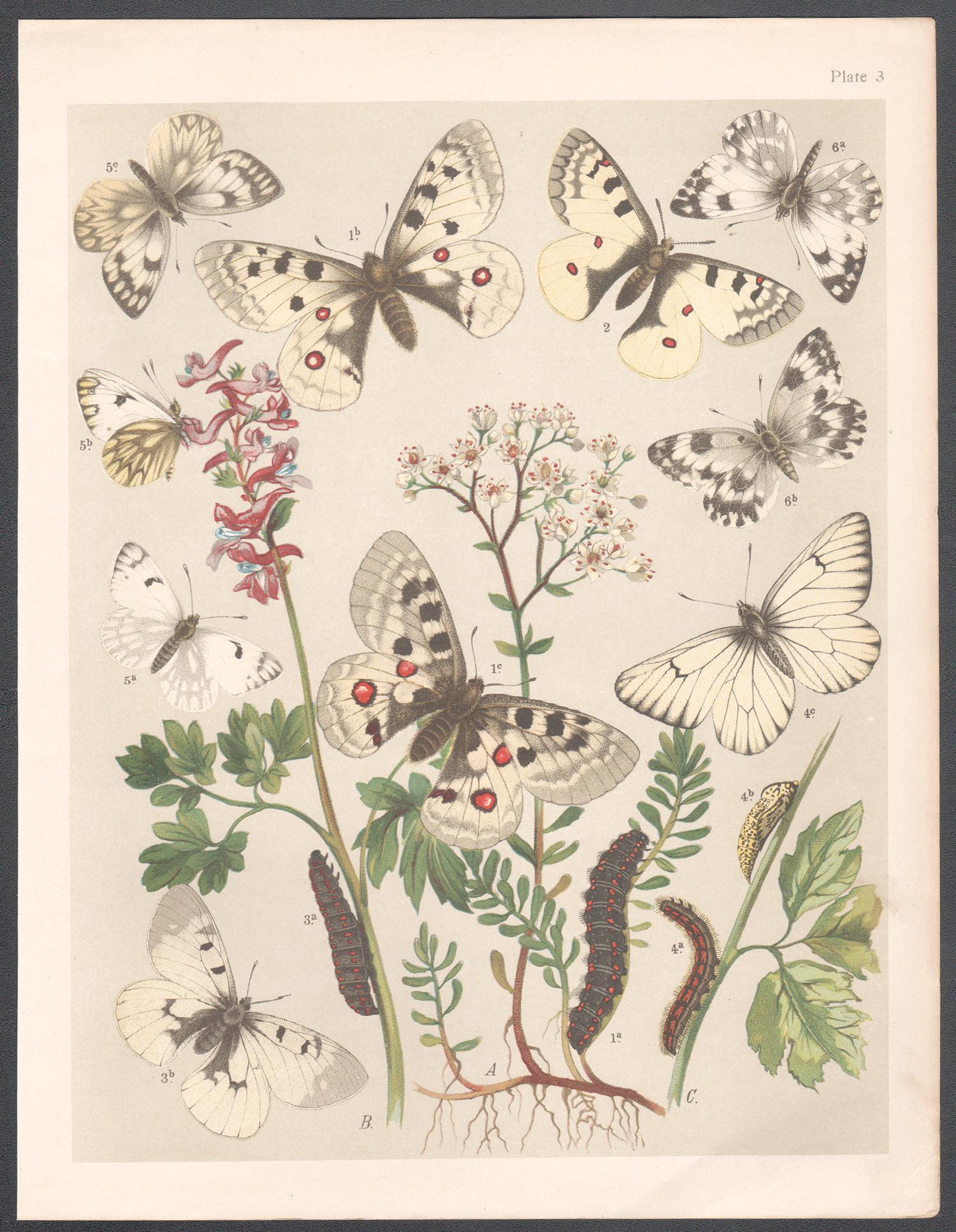 Schmetterlinge, Englische antike Naturgeschichte, Lepidoptera-Chromolithographie – Print von Unknown